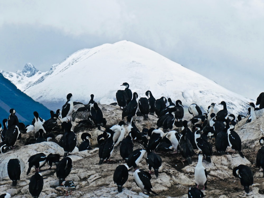 flock of black birds