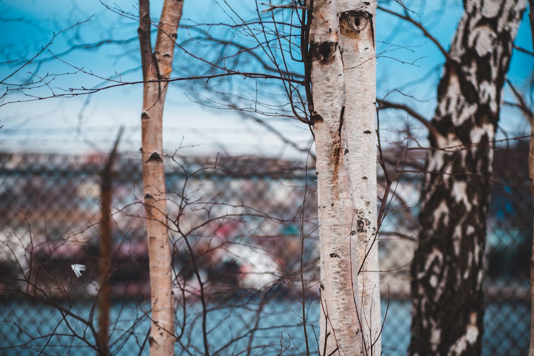 shallow focus photo of tree branch