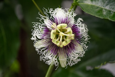purple and white petaled flower