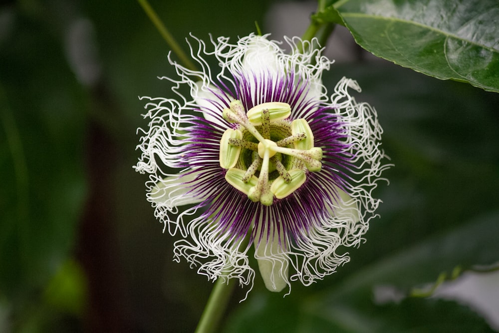 flor de pétalas roxas e brancas