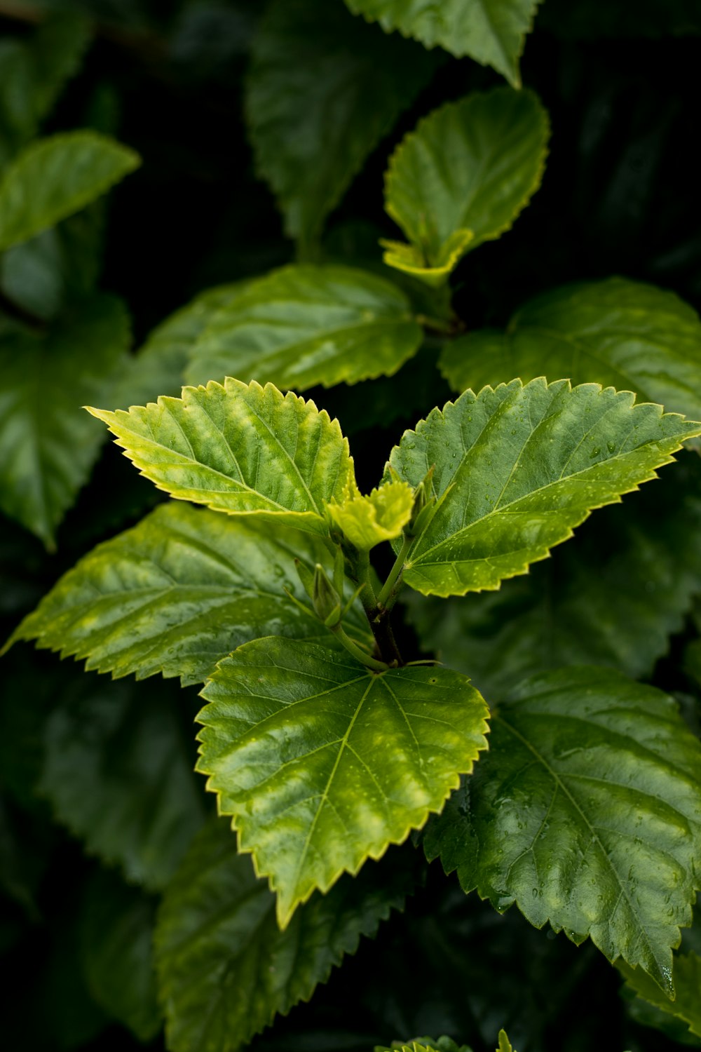 ovate leafed plant