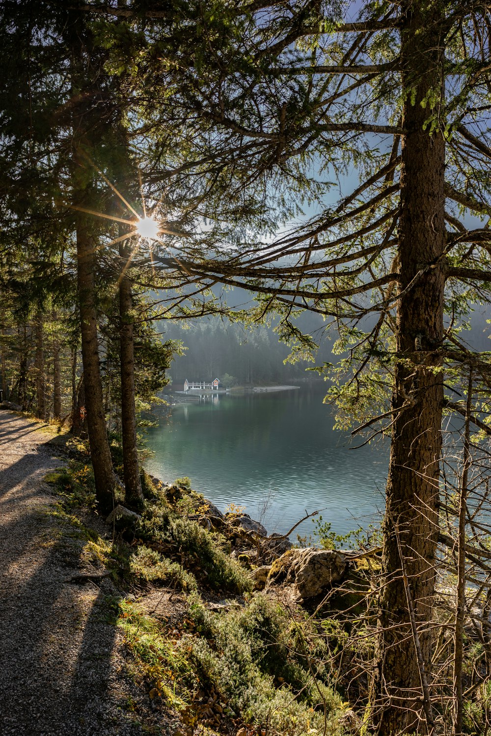 green trees beside calm water at daytime