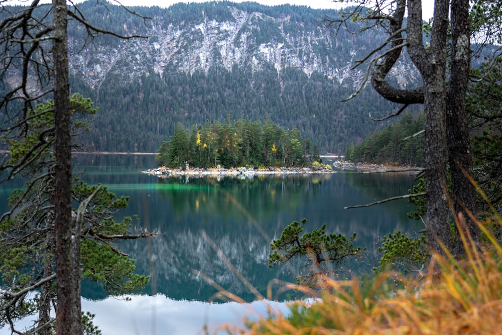 green trees beside water during daytime