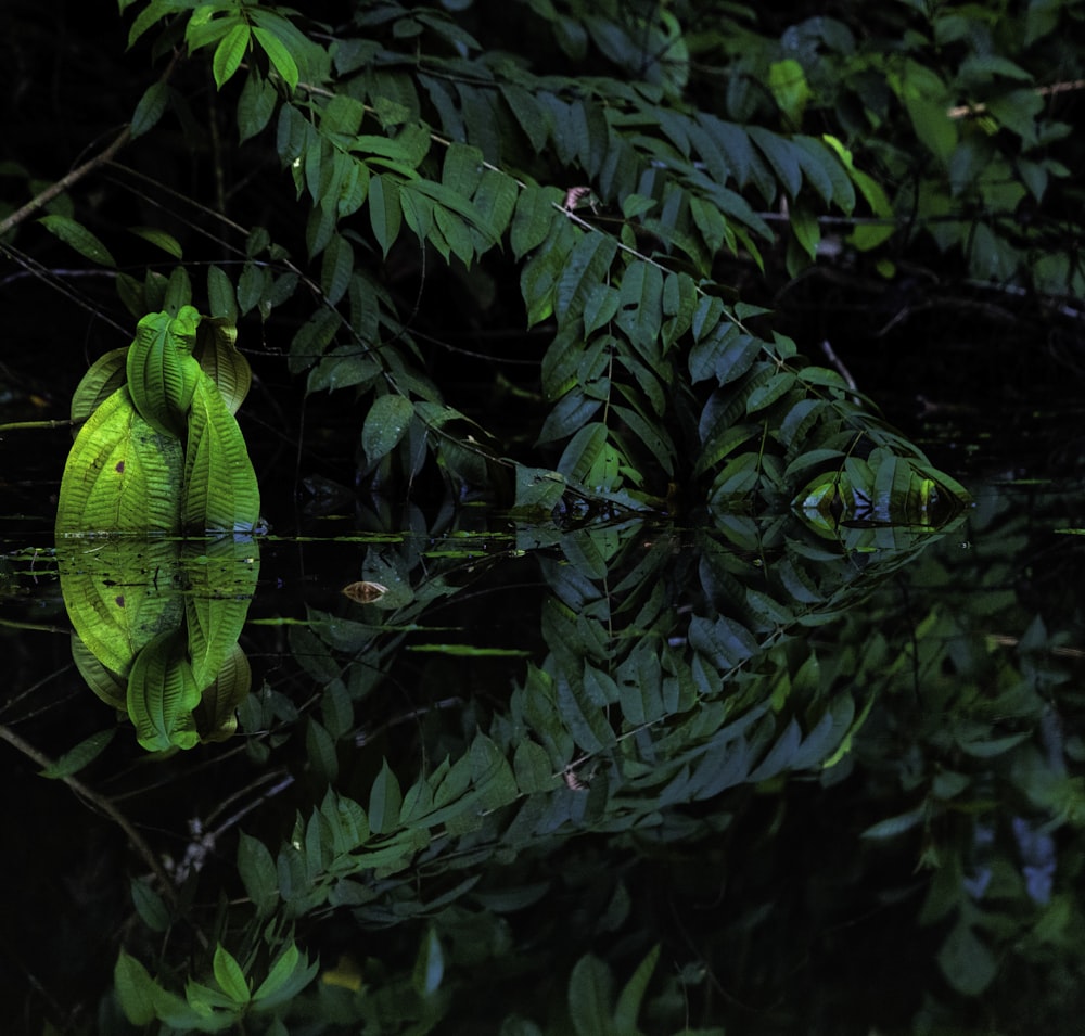 a large green object floating on top of a body of water