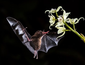 brown bat