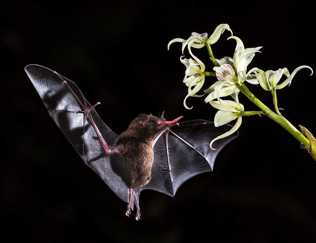 The Bat: The only mammal capable of true flight