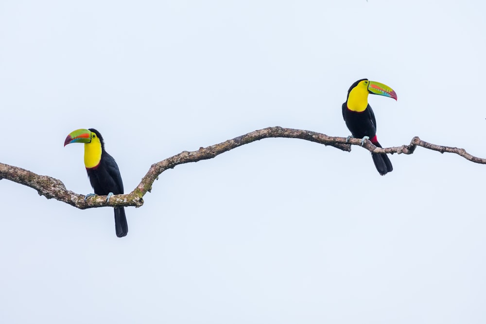 Dos pájaros negros y amarillos posados en la rama de un árbol