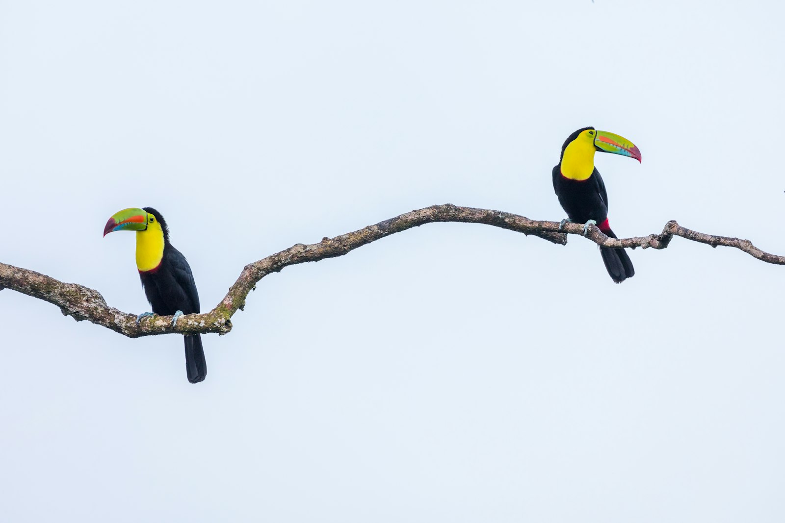 Canon EOS 5D Mark IV + Canon EF 300mm F2.8L IS II USM sample photo. Two black-and-yellow bird perching photography