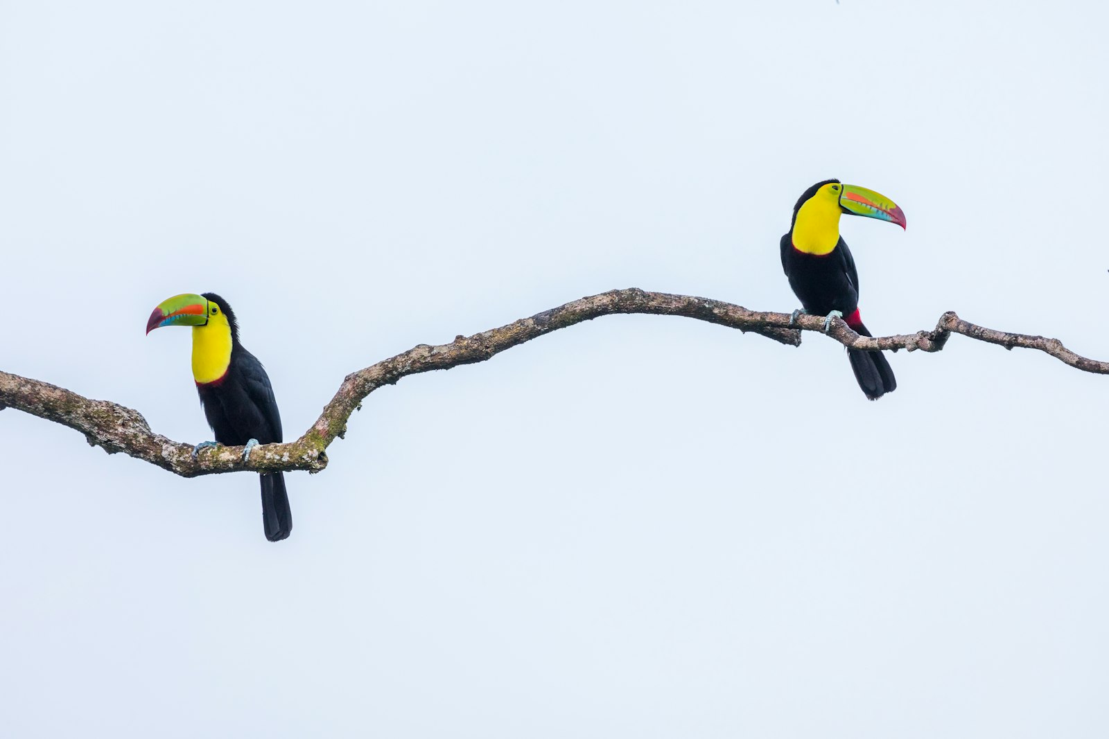 Canon EF 300mm F2.8L IS II USM sample photo. Two black-and-yellow bird perching photography