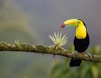 black and yellow bird standing on tree branch