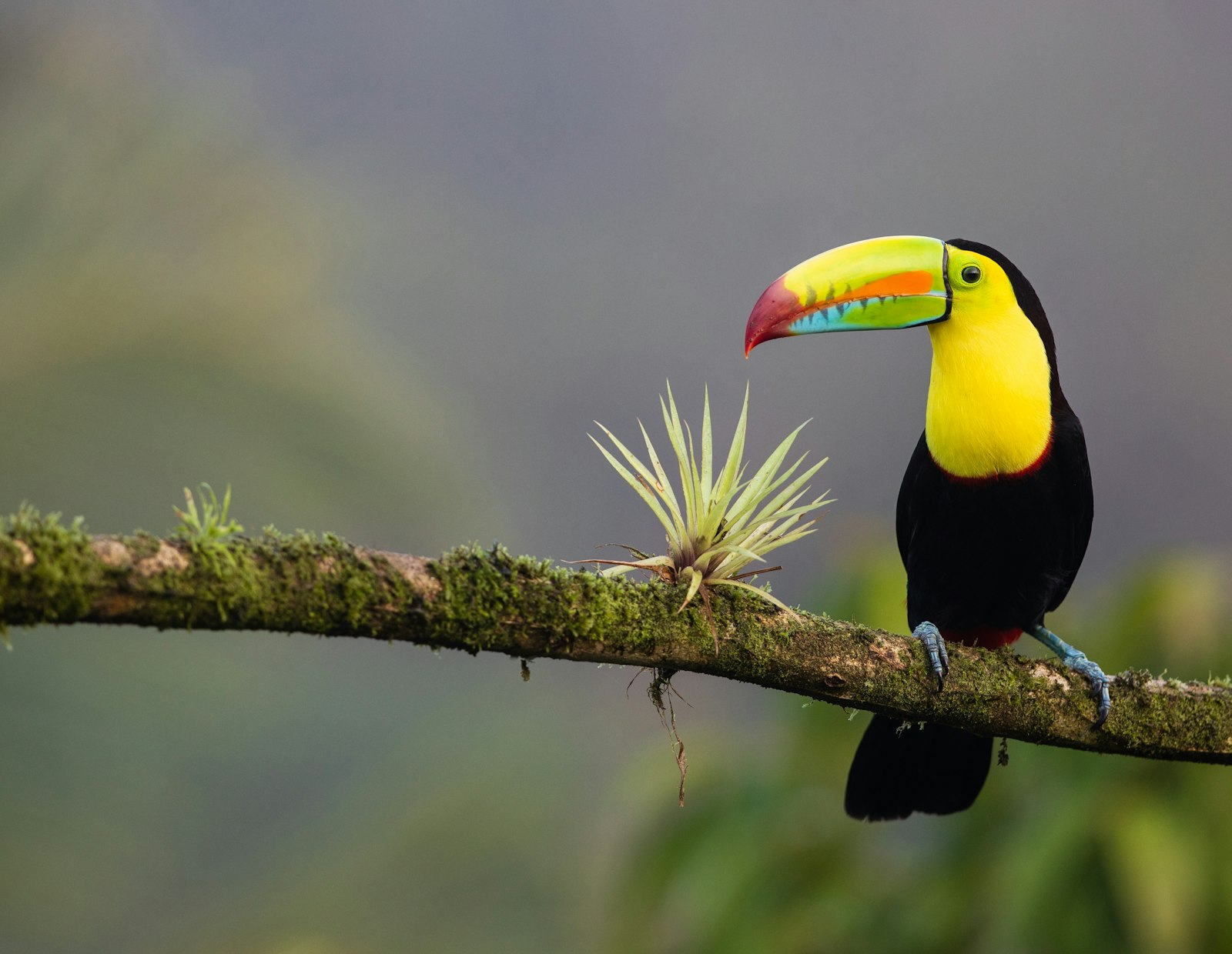 Keel-billed toucan with a rainbow bill perched on a mossy branch