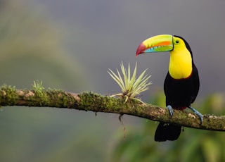 black and yellow bird standing on tree branch