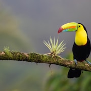 black and yellow bird standing on tree branch
