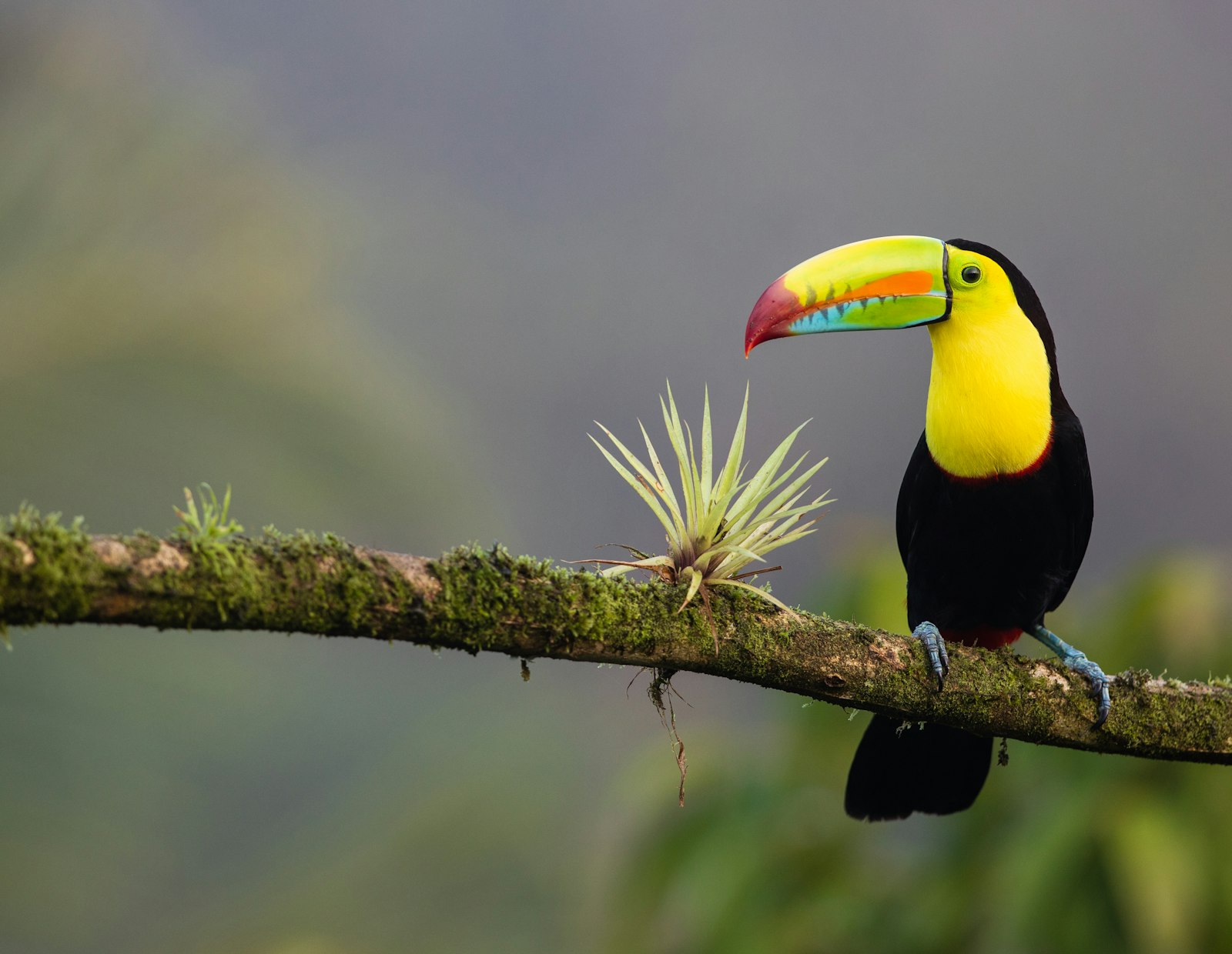 Canon EF 300mm F2.8L IS II USM sample photo. Black and yellow bird photography