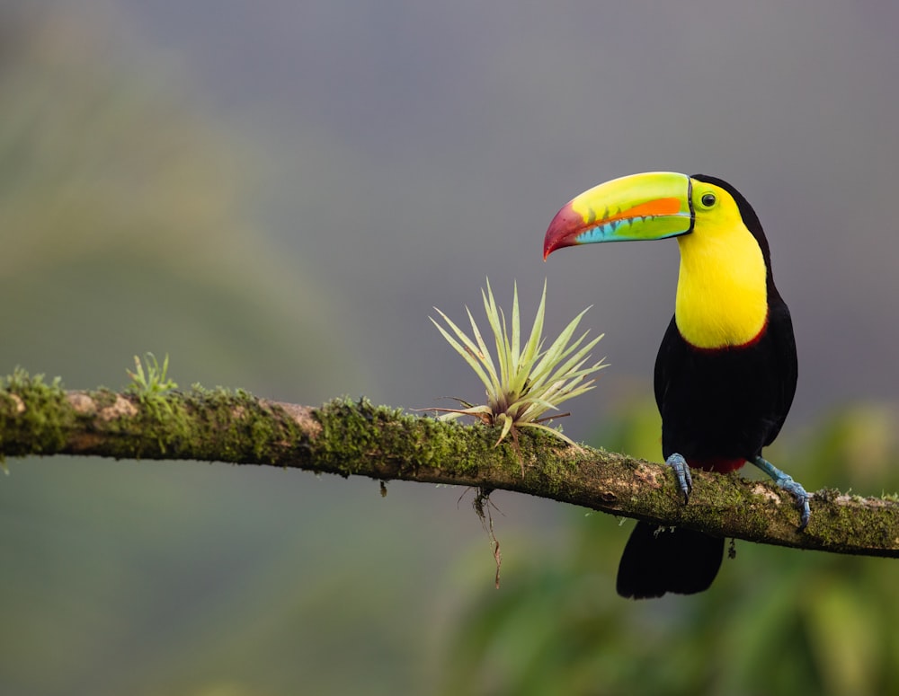 pássaro preto e amarelo em pé no galho da árvore