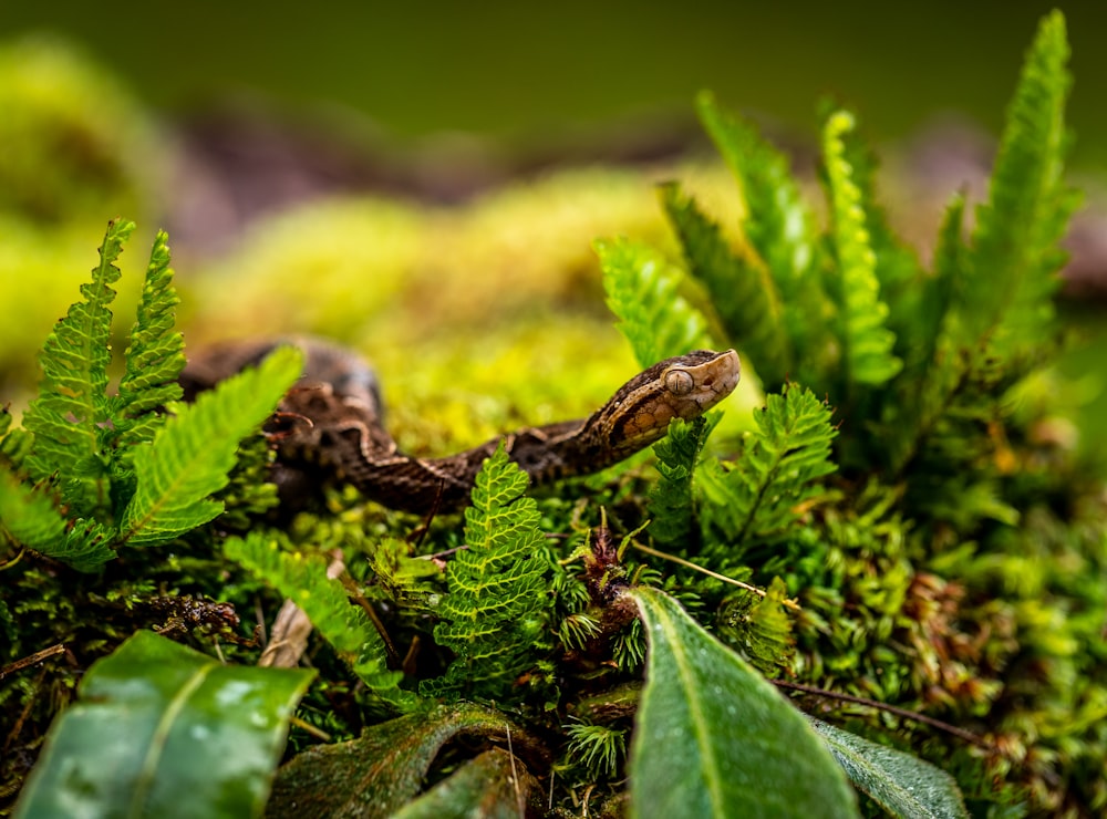 brown python