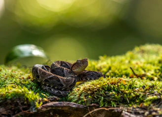 A cheerful snake curled comfortably on a bed of natural moss, showcasing its vibrant scales.