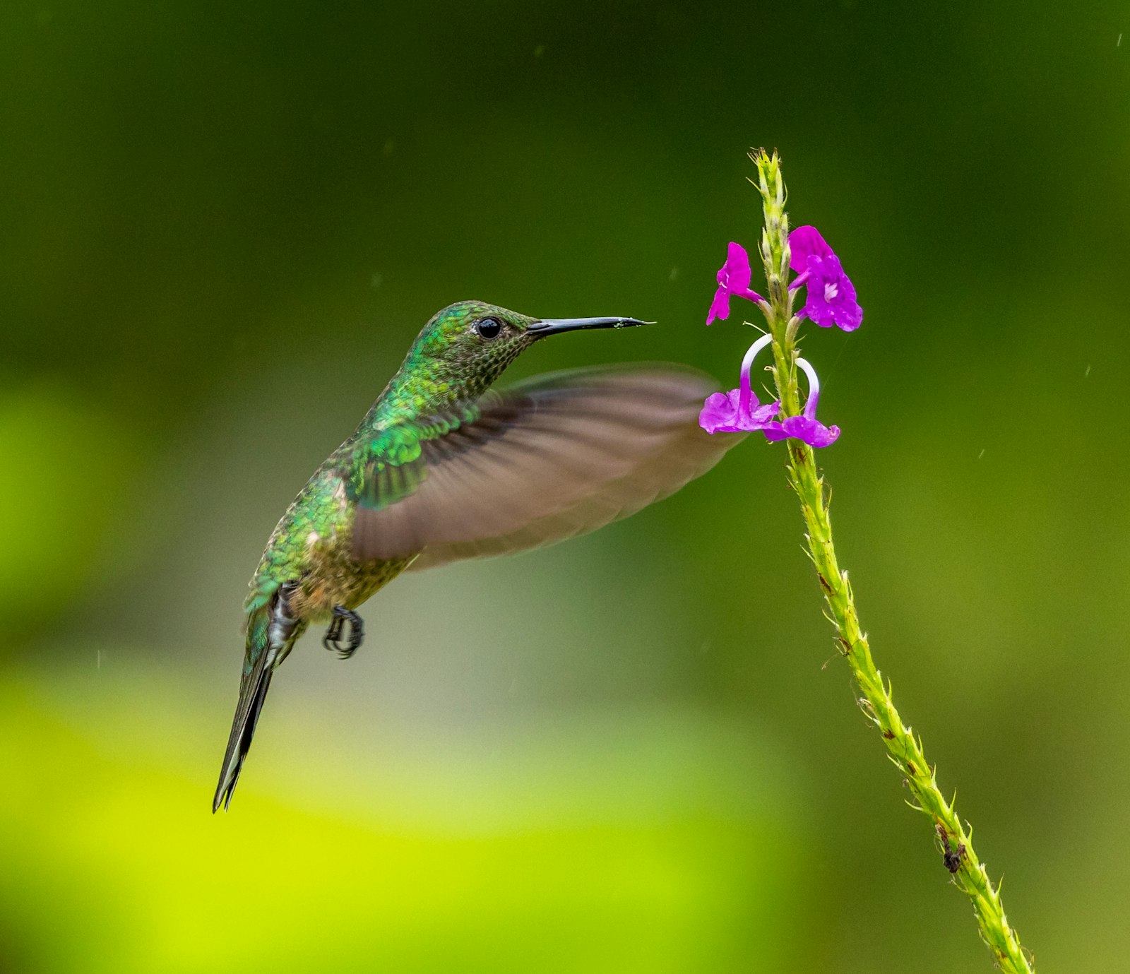 Canon EOS 5D Mark IV + Canon EF 300mm F2.8L IS II USM sample photo. Green and brown humming photography