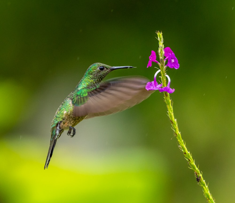 green and brown humming bird on purple petaled flower