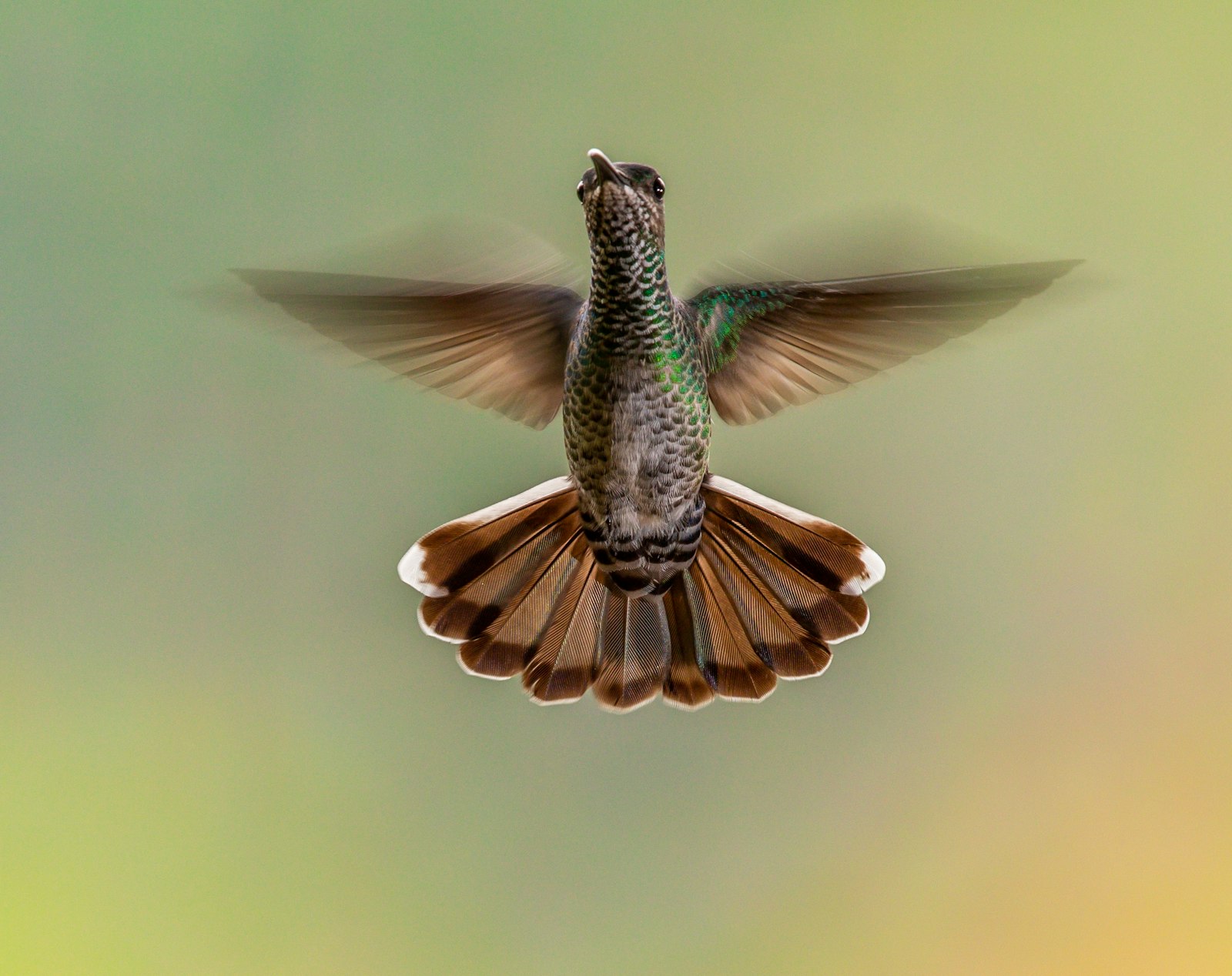 Canon EF 300mm F2.8L IS II USM sample photo. Flying brown bird photography