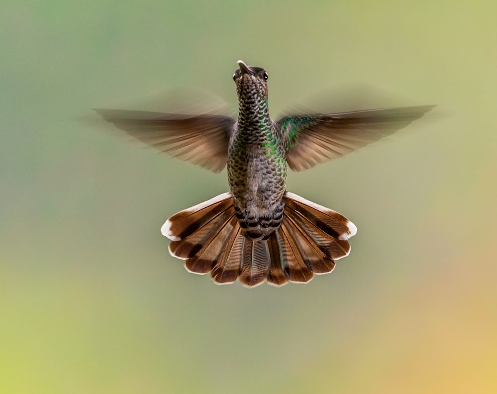 pájaro marrón volador