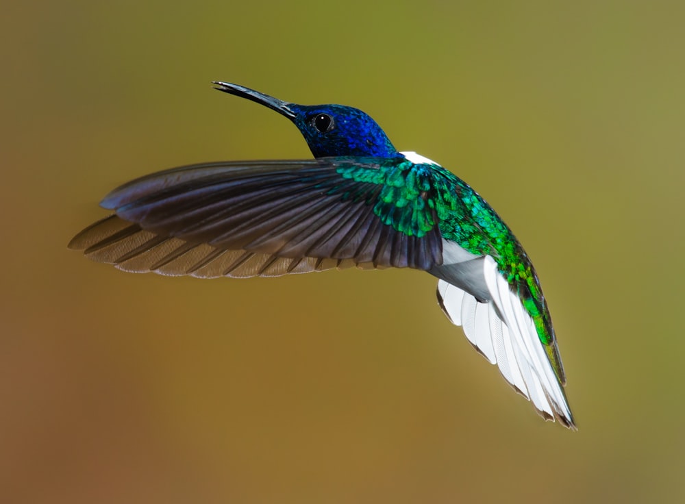 flying blue and green hummingbird