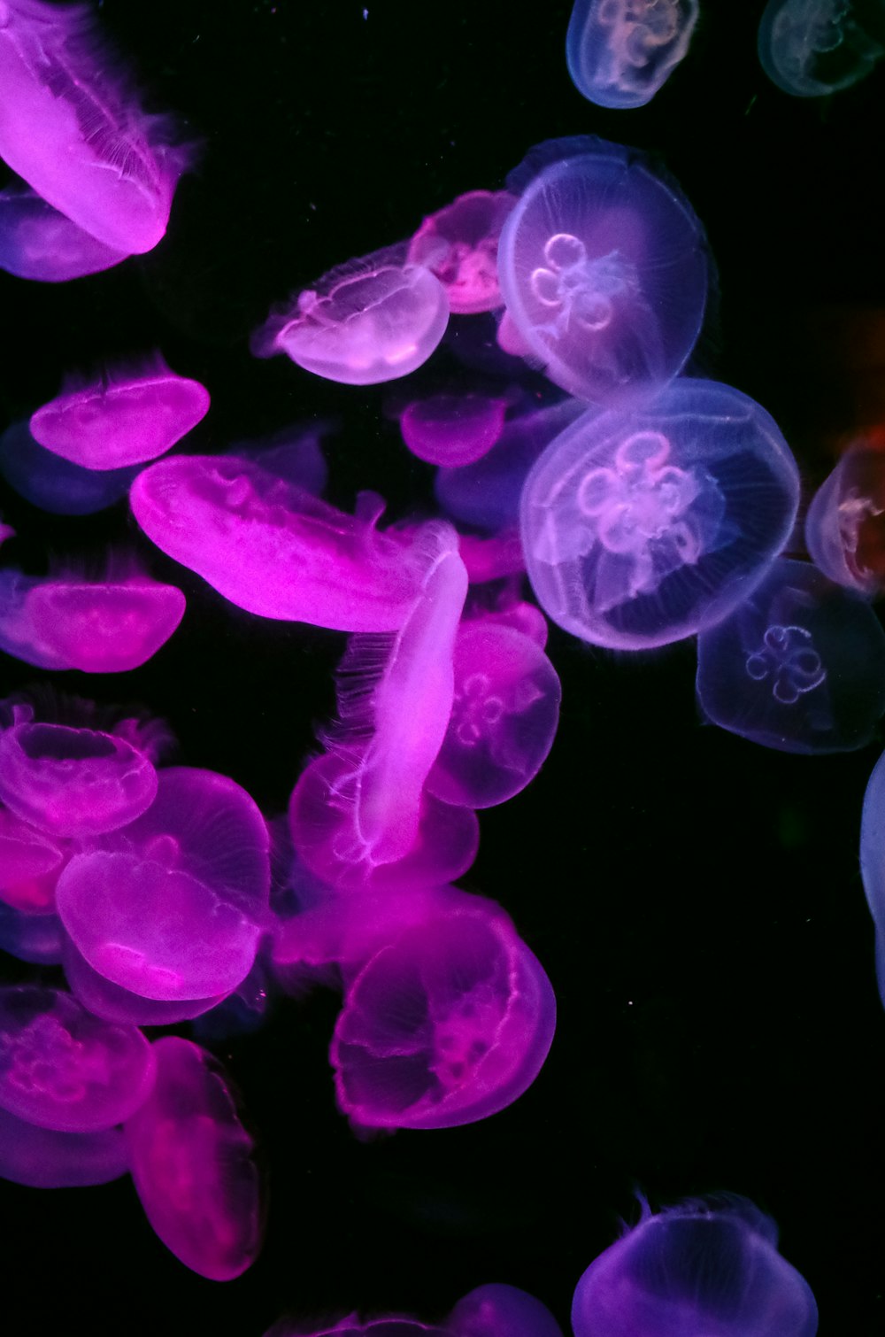 pink and blue jellyfish