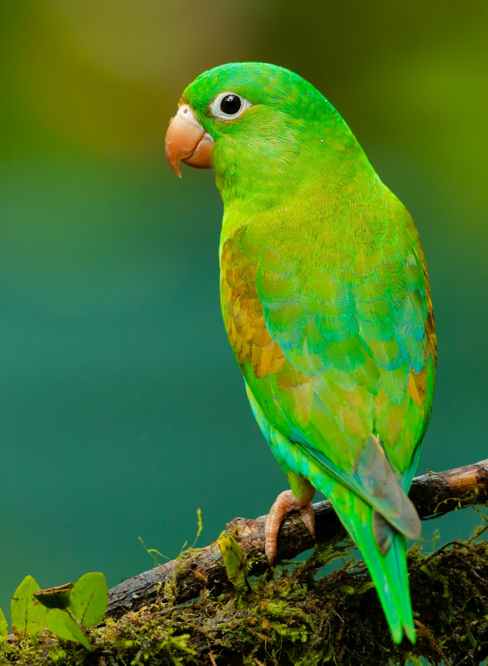 Piccolo uccello dal becco verde e giallo su ramoscello