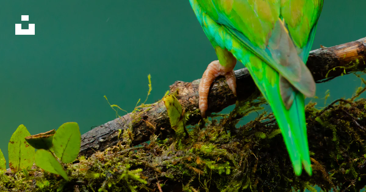 Foto Burung paruh kecil hijau dan kuning di ranting – Gambar Binatang ...