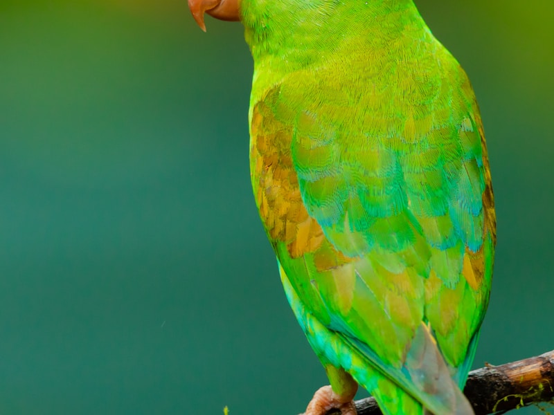 Budgerigar