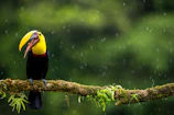 A vibrant toucan with its colorful beak resting among lush green rainforest leaves.