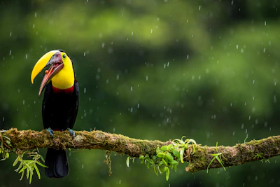 A vibrant toucan with its colorful beak resting among lush green rainforest leaves.