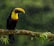 A vibrant toucan with a large yellow beak and a red and yellow chest sits on a moss-covered branch in a rainforest setting, while gentle rain falls in the background.