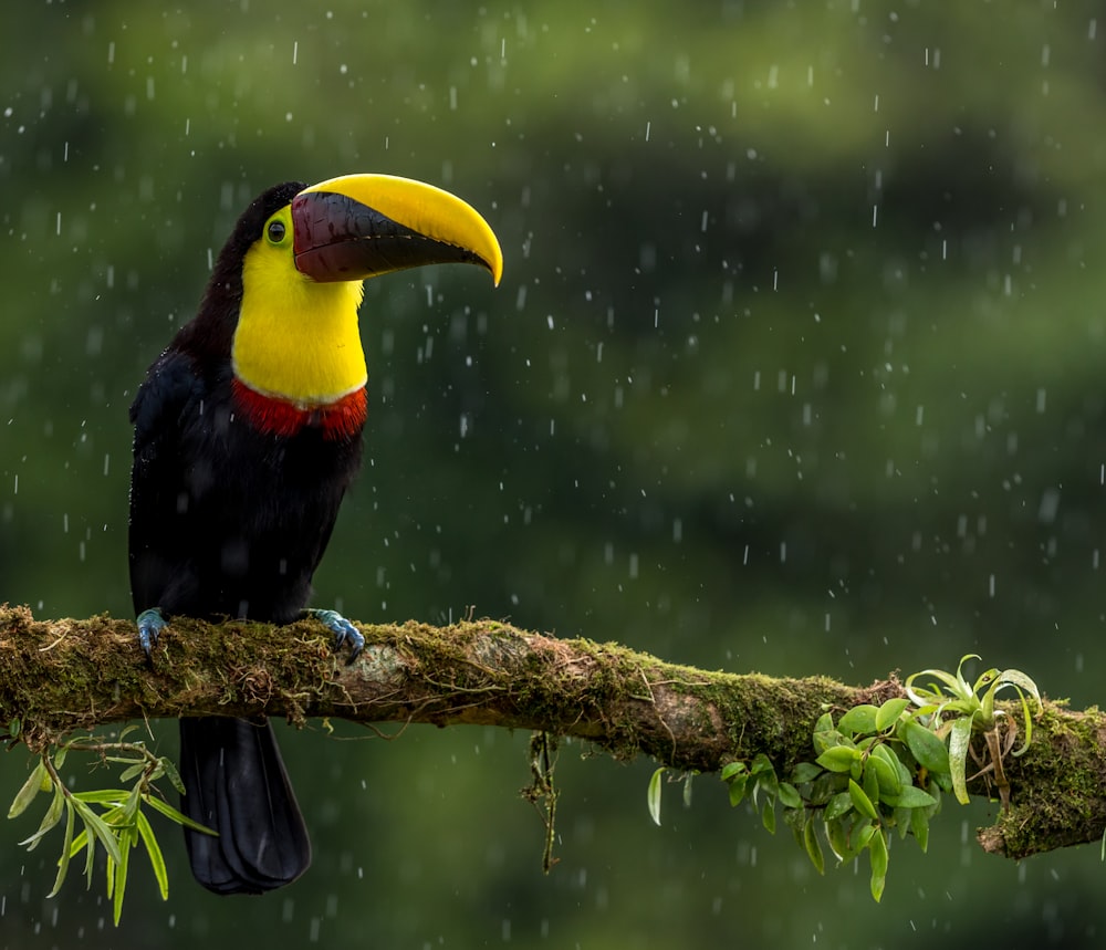 Un tucano seduto su un ramo sotto la pioggia