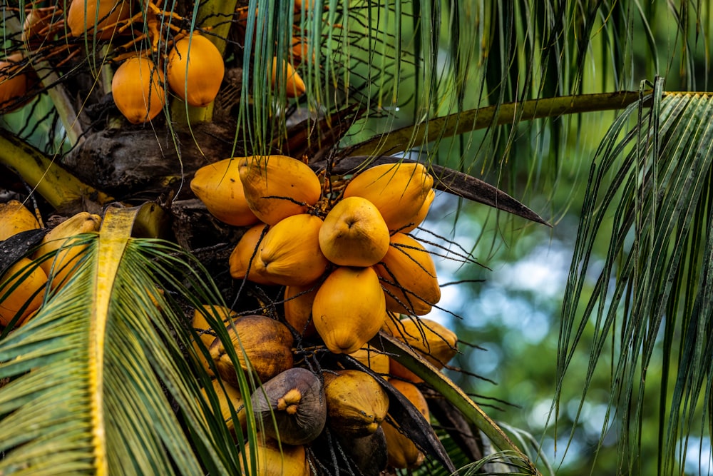 shallow focus photo of yellow fruits