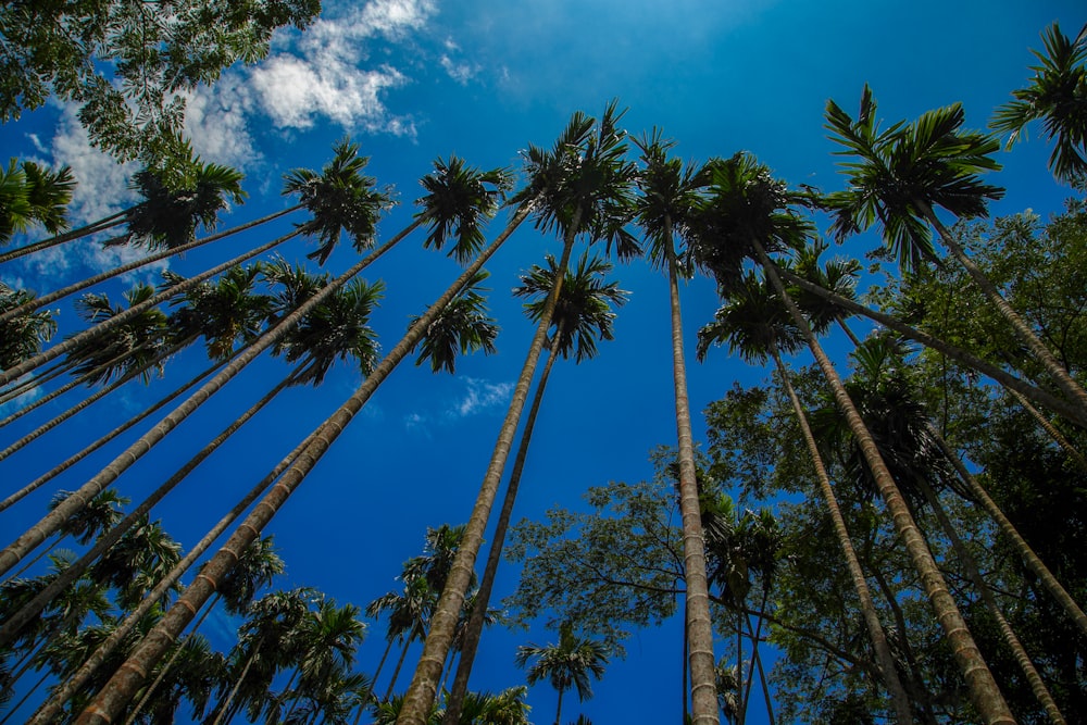 low angle photography of coconut trees under blue sky at daytime