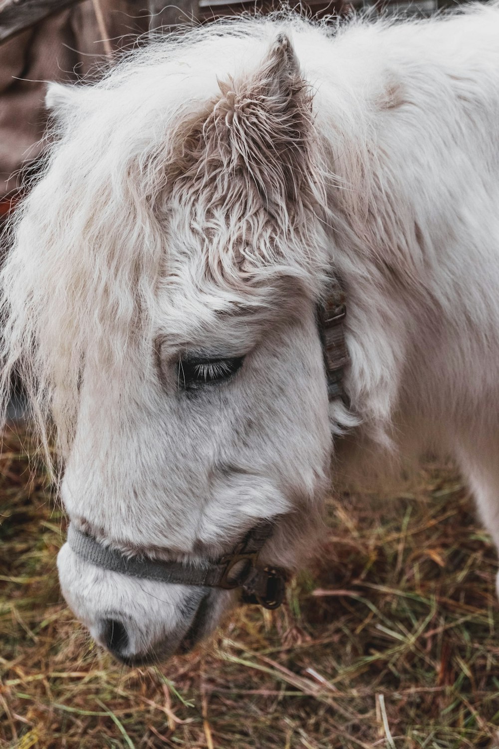 Cheval blanc