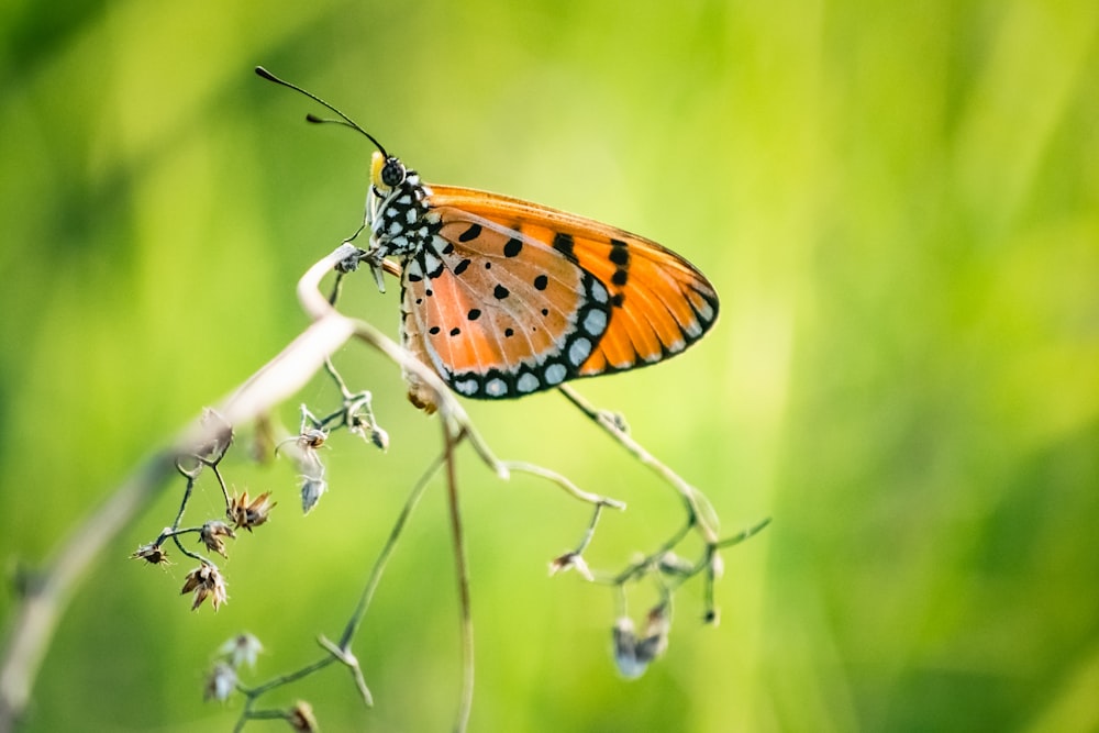 selective focus photography of orange and black morpho butterfly on twig during daytime