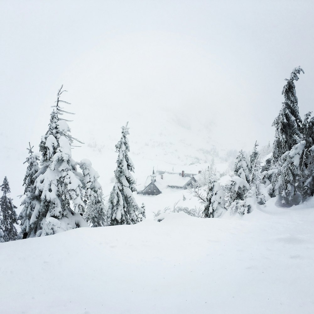 trees covered with snow