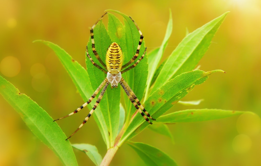 brown and black spider on green-leafed plant during daytime