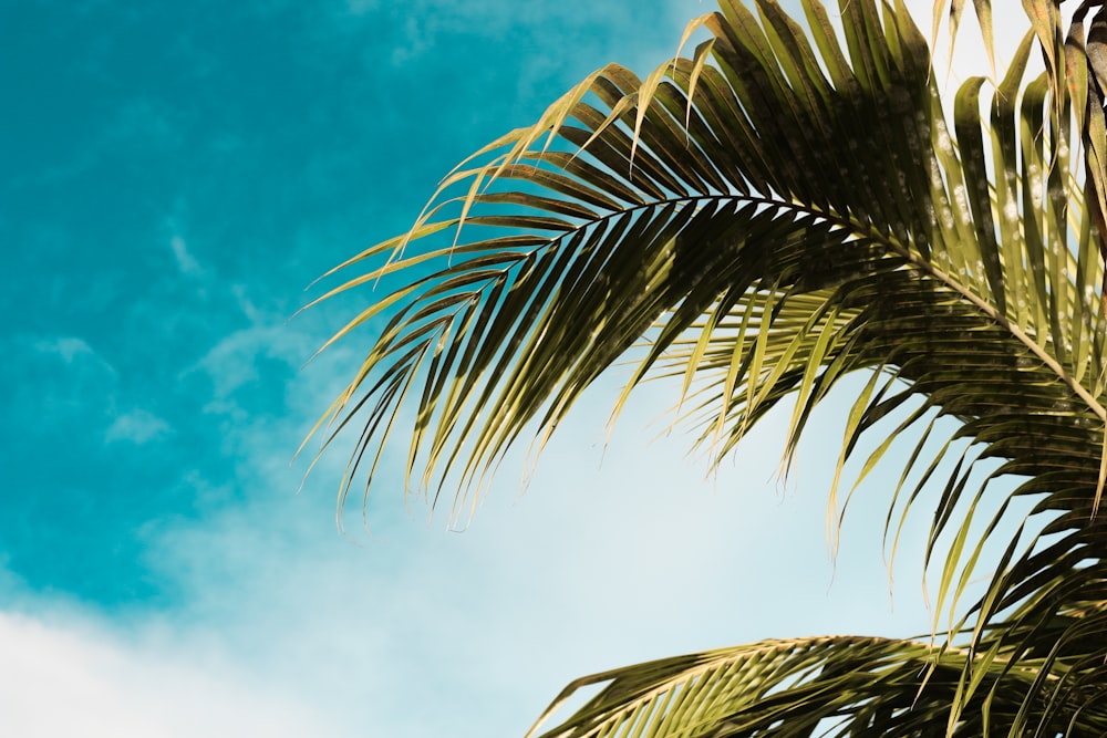 Palmera verde bajo el cielo azul