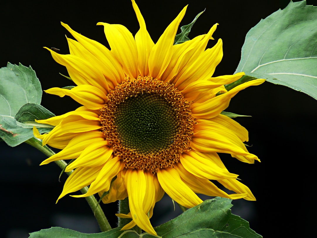 bloomed yellow sunflower