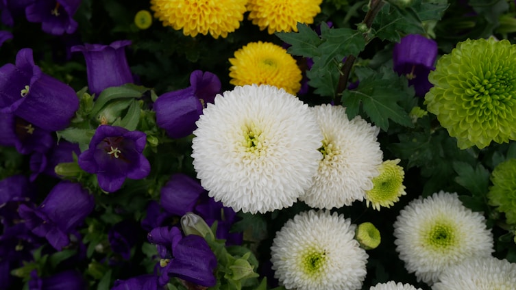 A close-up of a vibrant floral arrangement featuring soft lilac and fresh green-yellow hues, perfect for an elegant wedding.