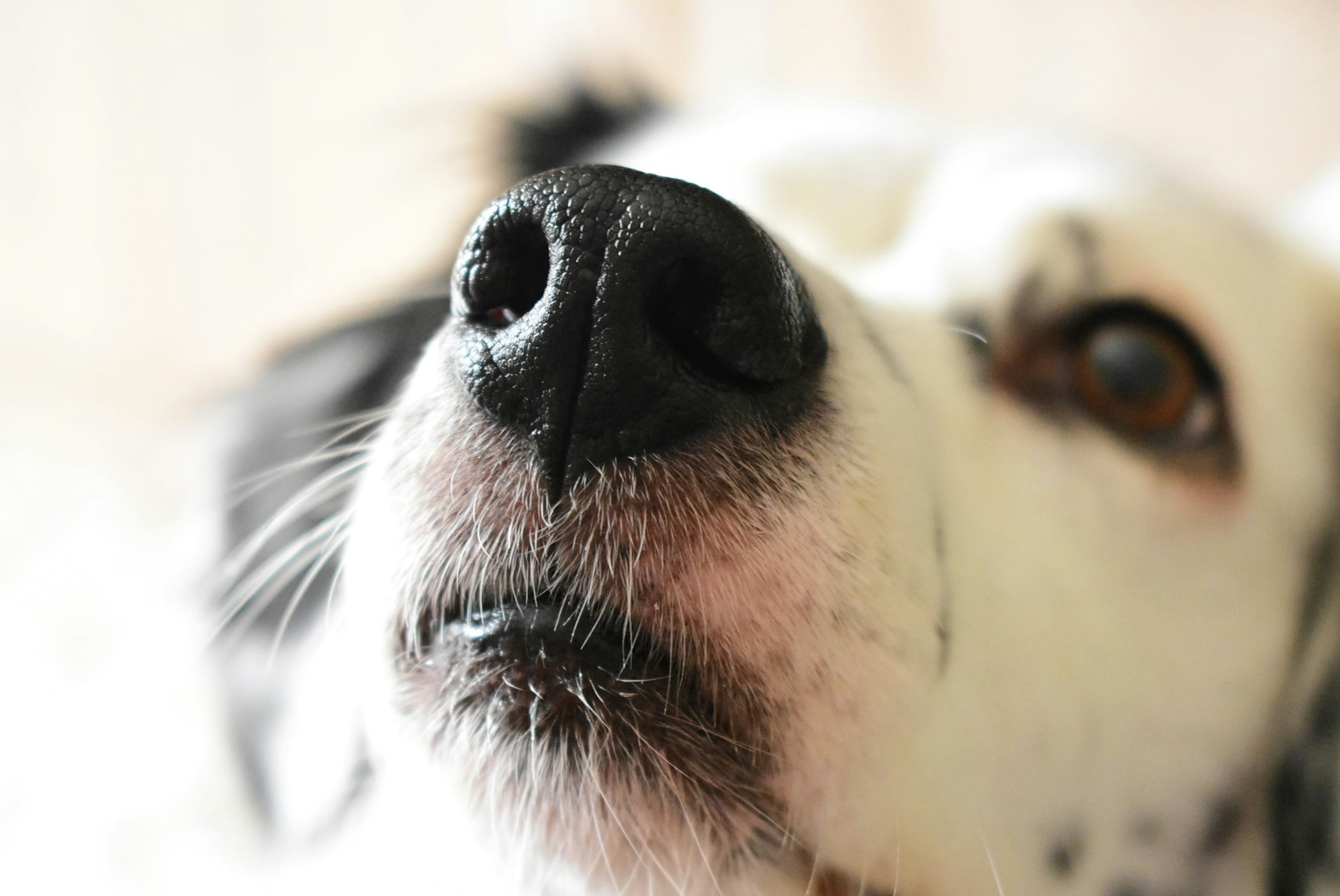 How Far Can a Dog Smell? Incredible Sense Overview