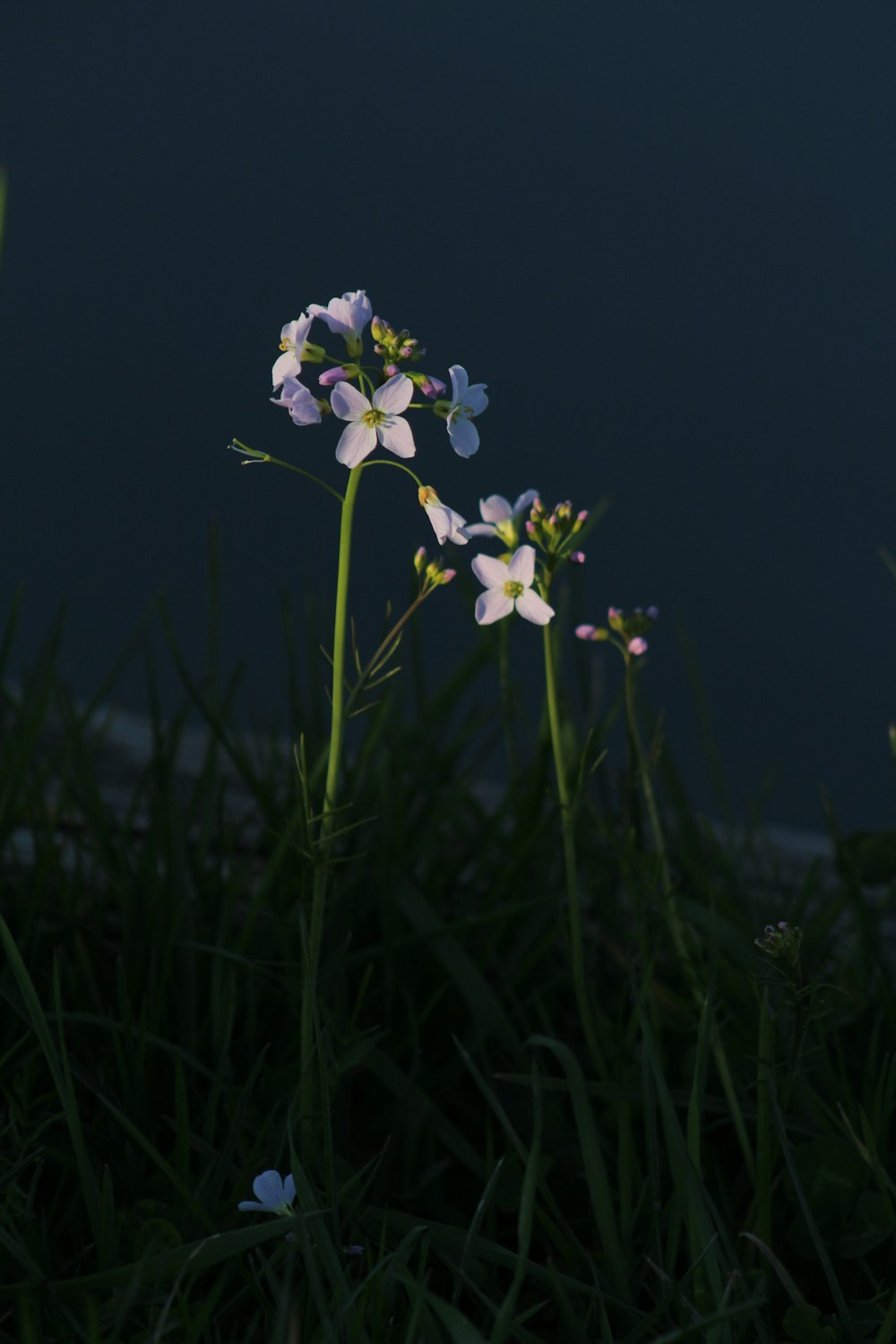 ピンクのクラスター花のセレクティブフォーカス撮影