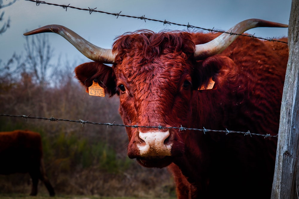 brown cow