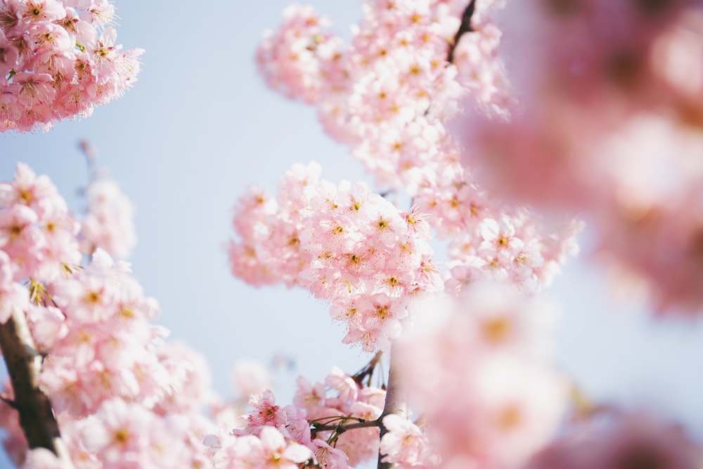 pink cherry blossoms