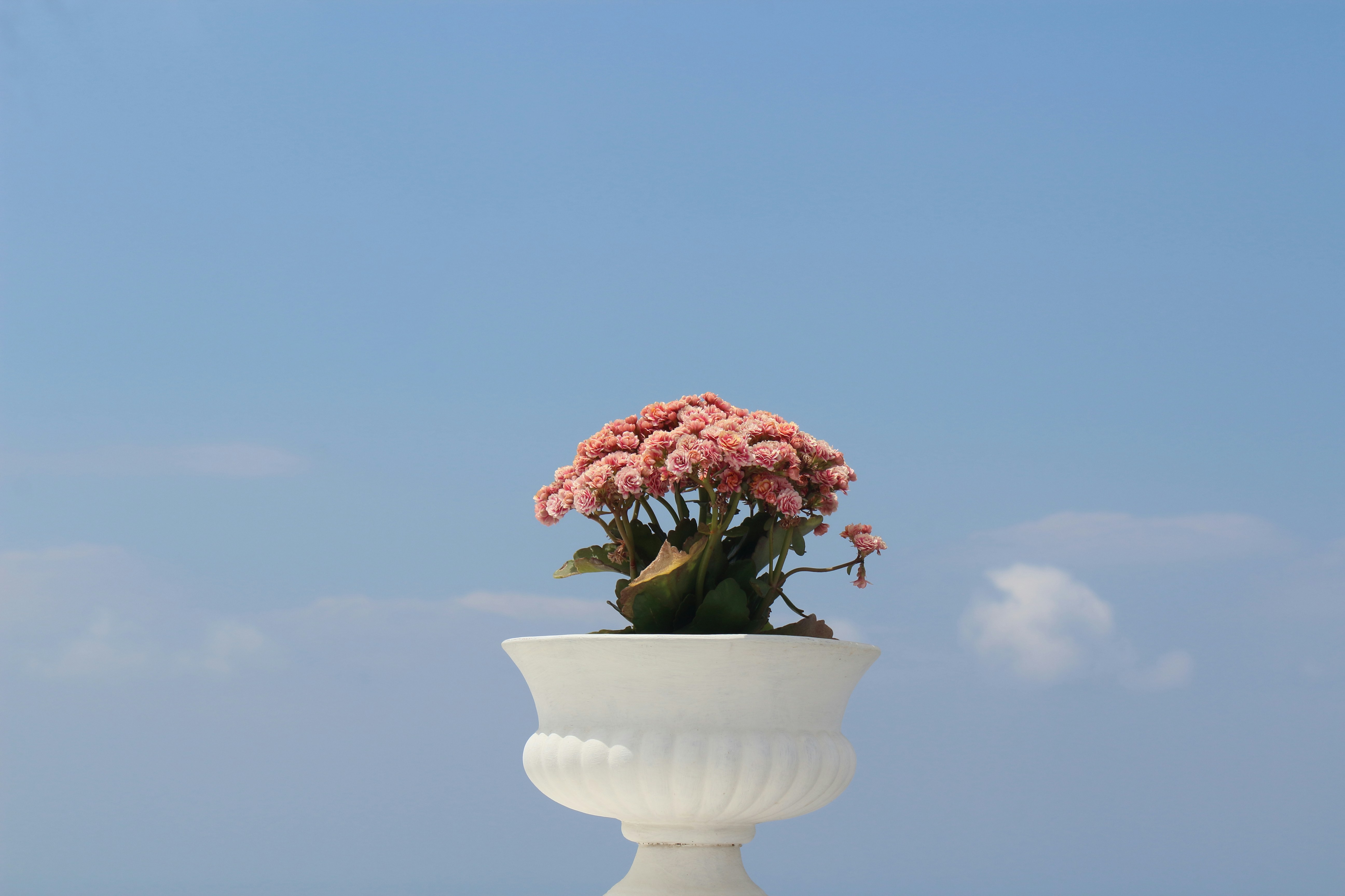 pink-petaled flower on white pot