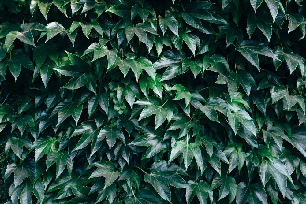 green-leafed tree during daytime