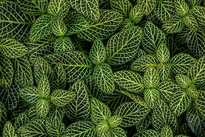 Photographie décorative de feuillage vert en macro